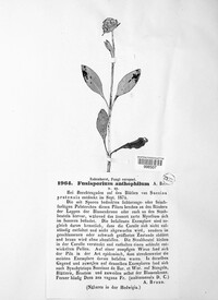 Fusisporium anthophilum image